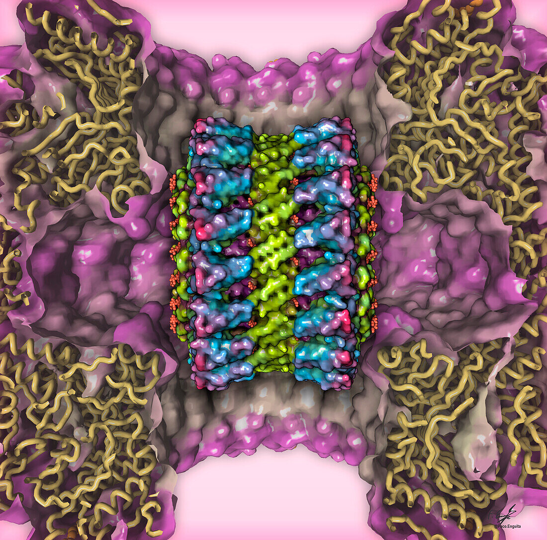Perforin-2 molecule, illustration