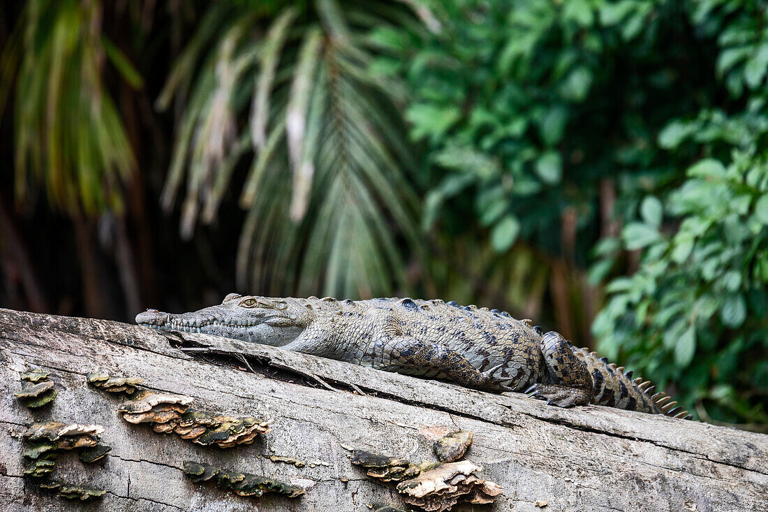 American crocodile resting on log