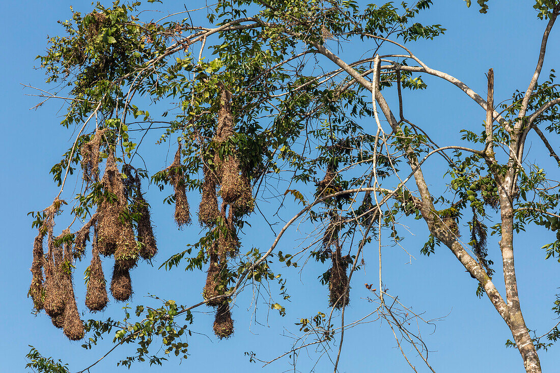 Montezuma oropendola nests