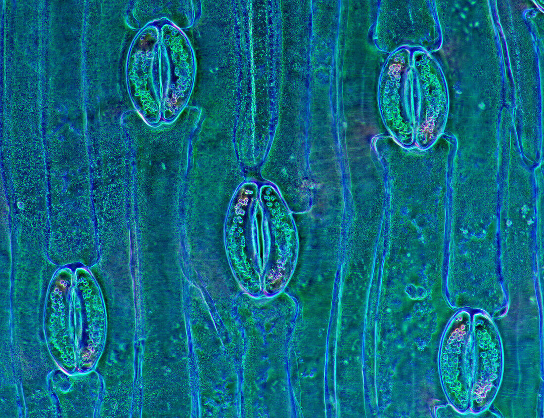 Stomata in tulip leaf epidermis, light micrograph