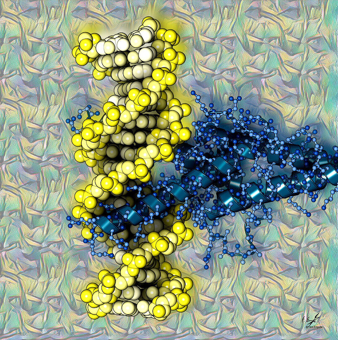 Transcription factors bound to DNA, illustration