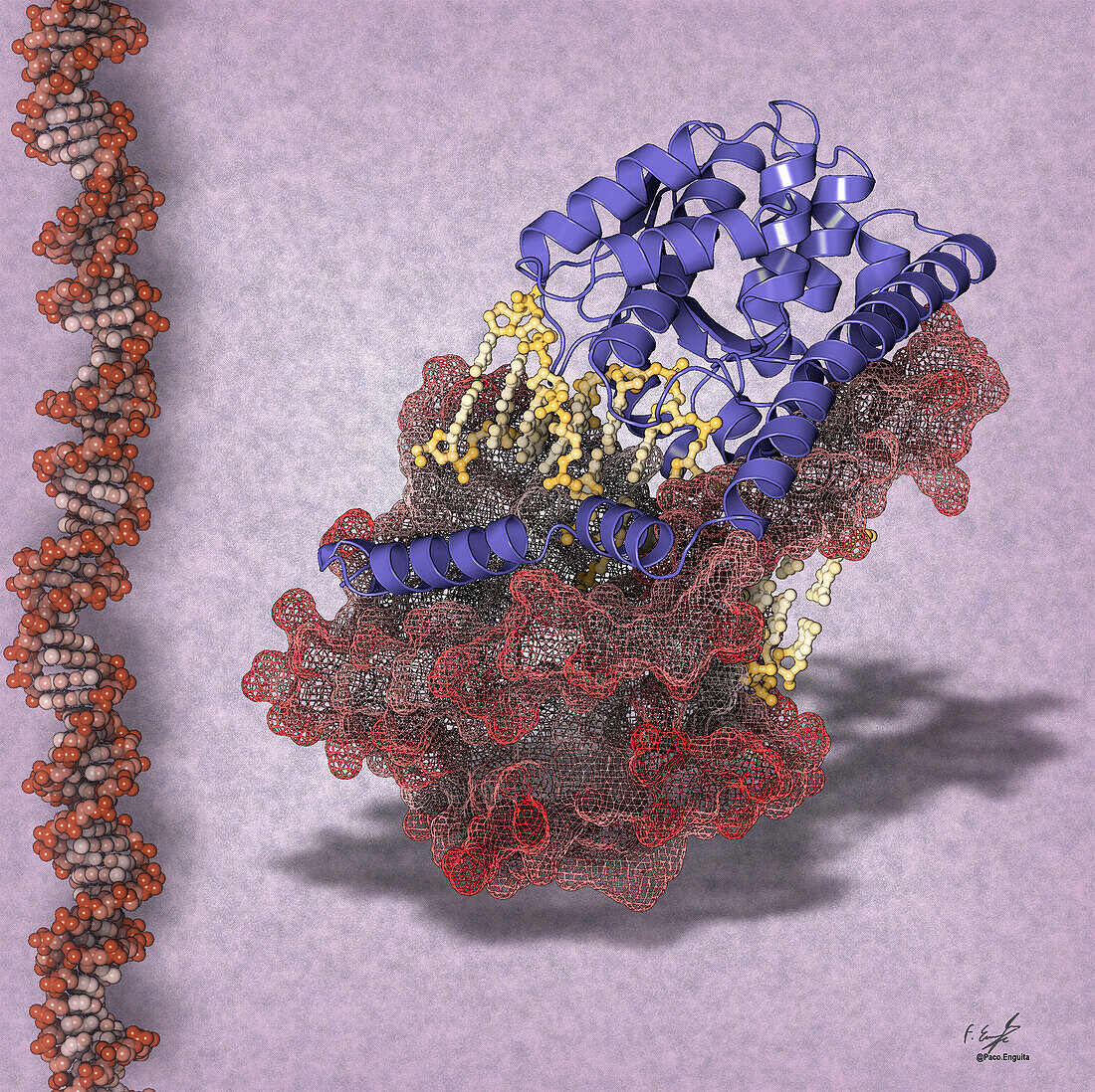 HindIII restriction enzyme, illustration
