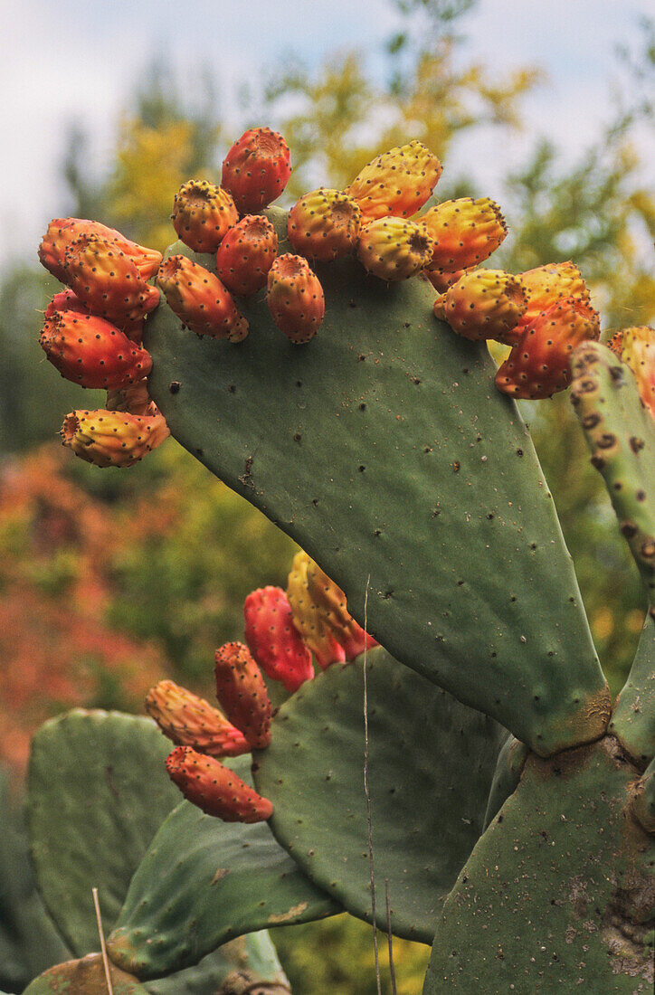 Prickly pear cactus fruiting