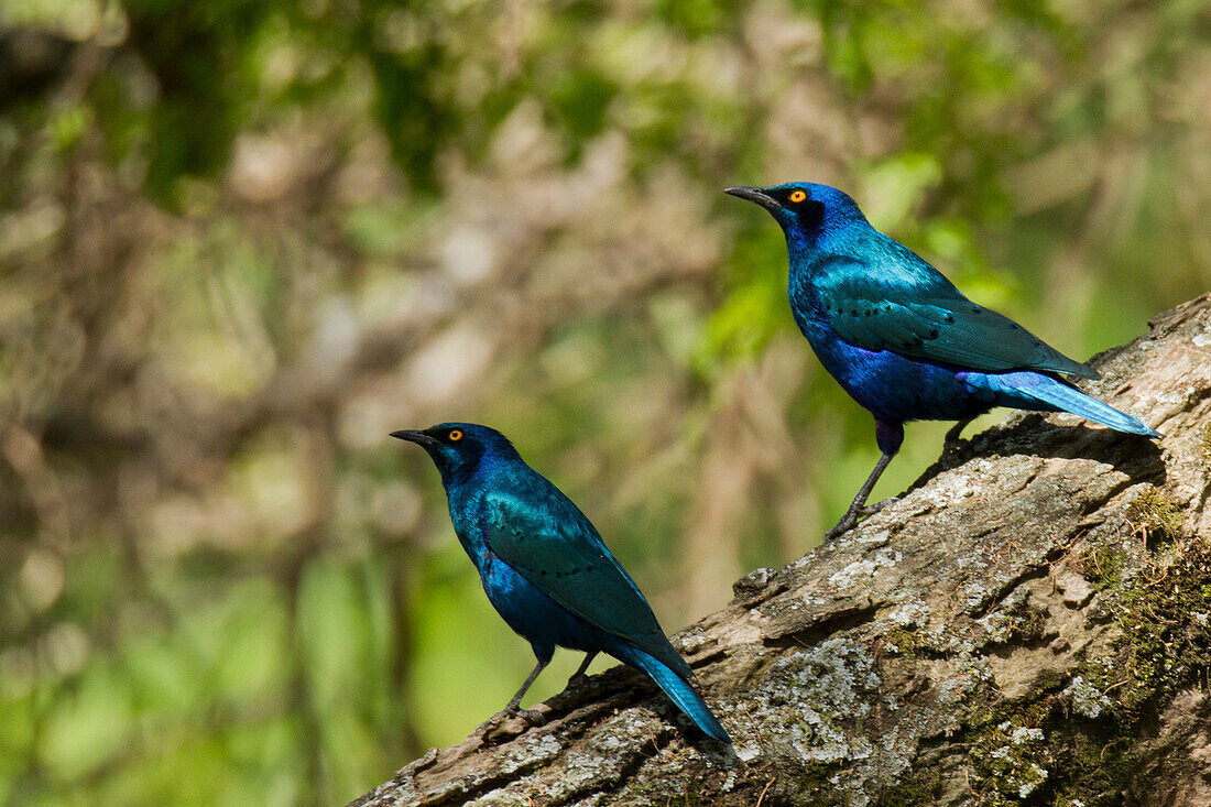 Greater blue-eared glossy starlings