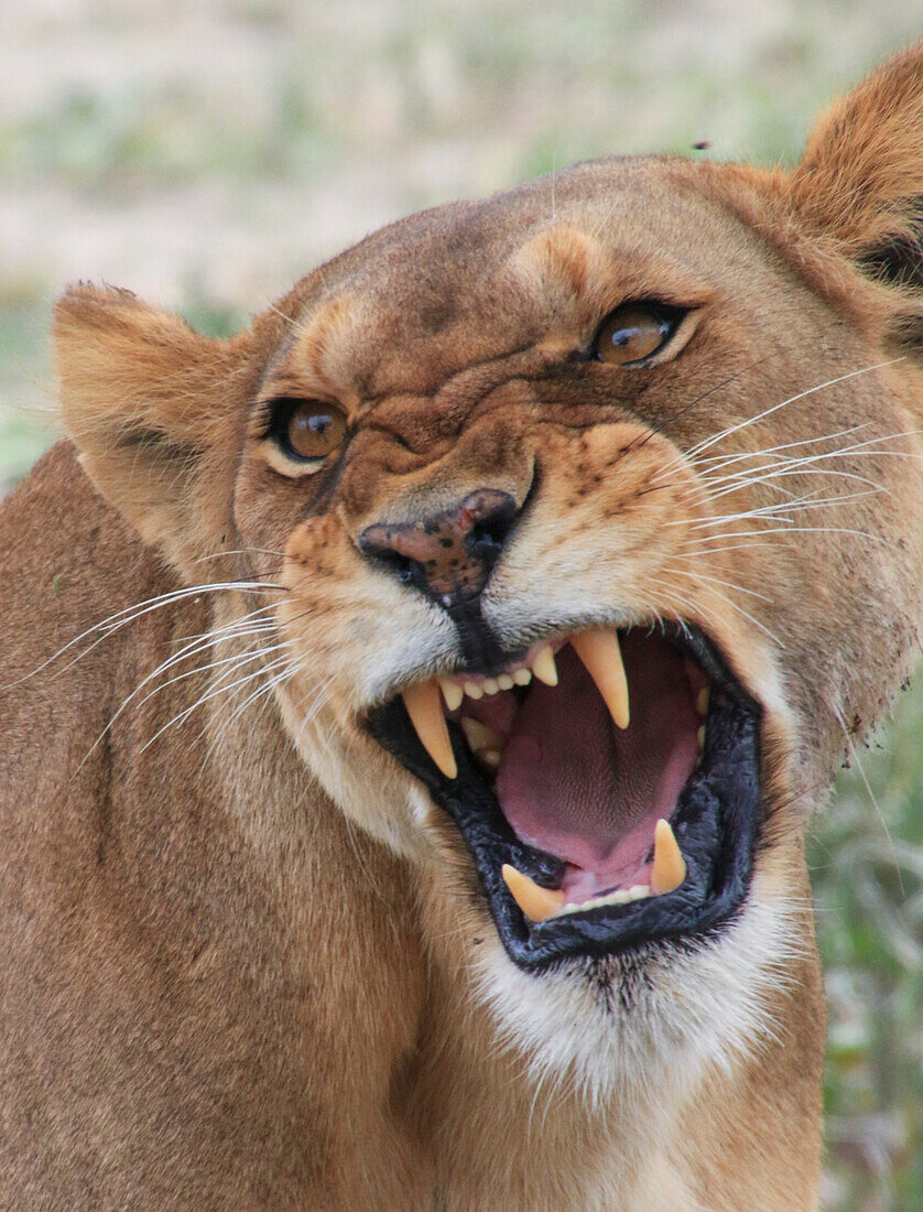 Roaring lioness