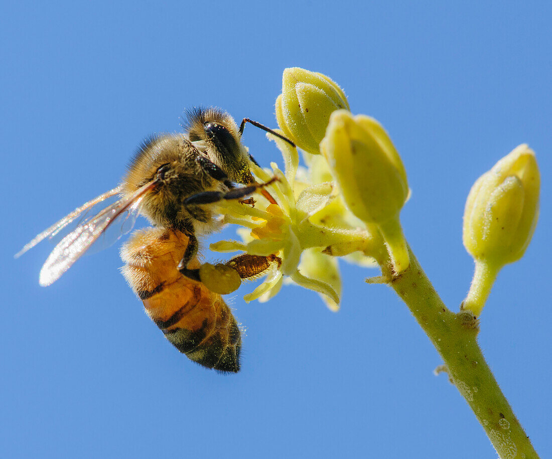 Honey bee on avocado blossom