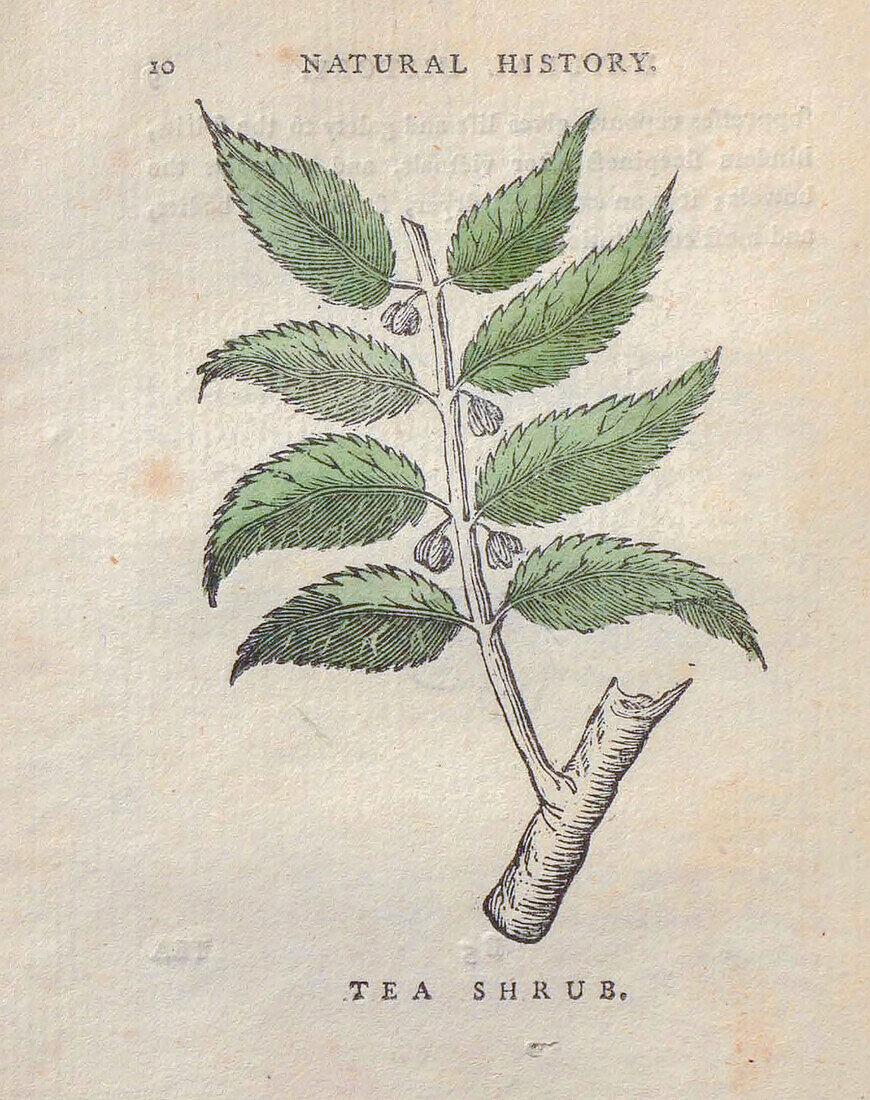 Tea shrub, 18th century illustration