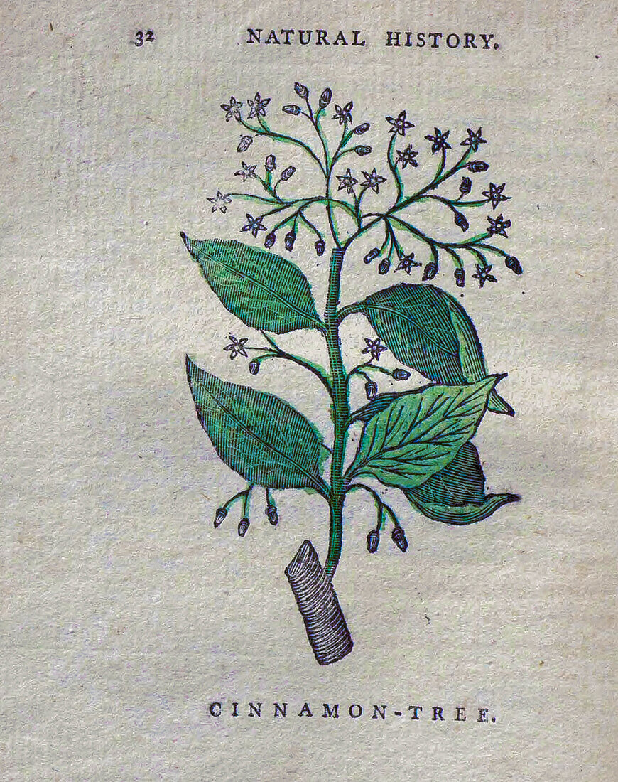 Cinnamon tree, 18th century illustration