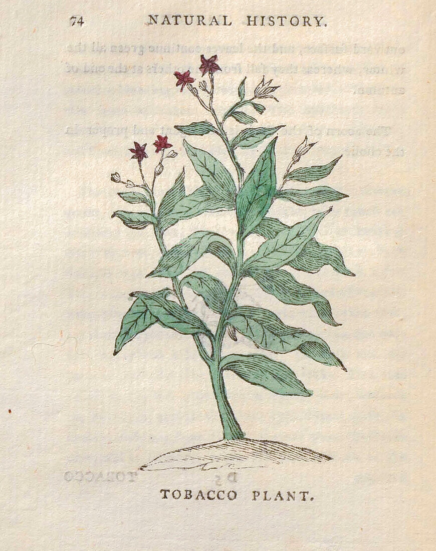 Tobacco plant, 18th century illustration