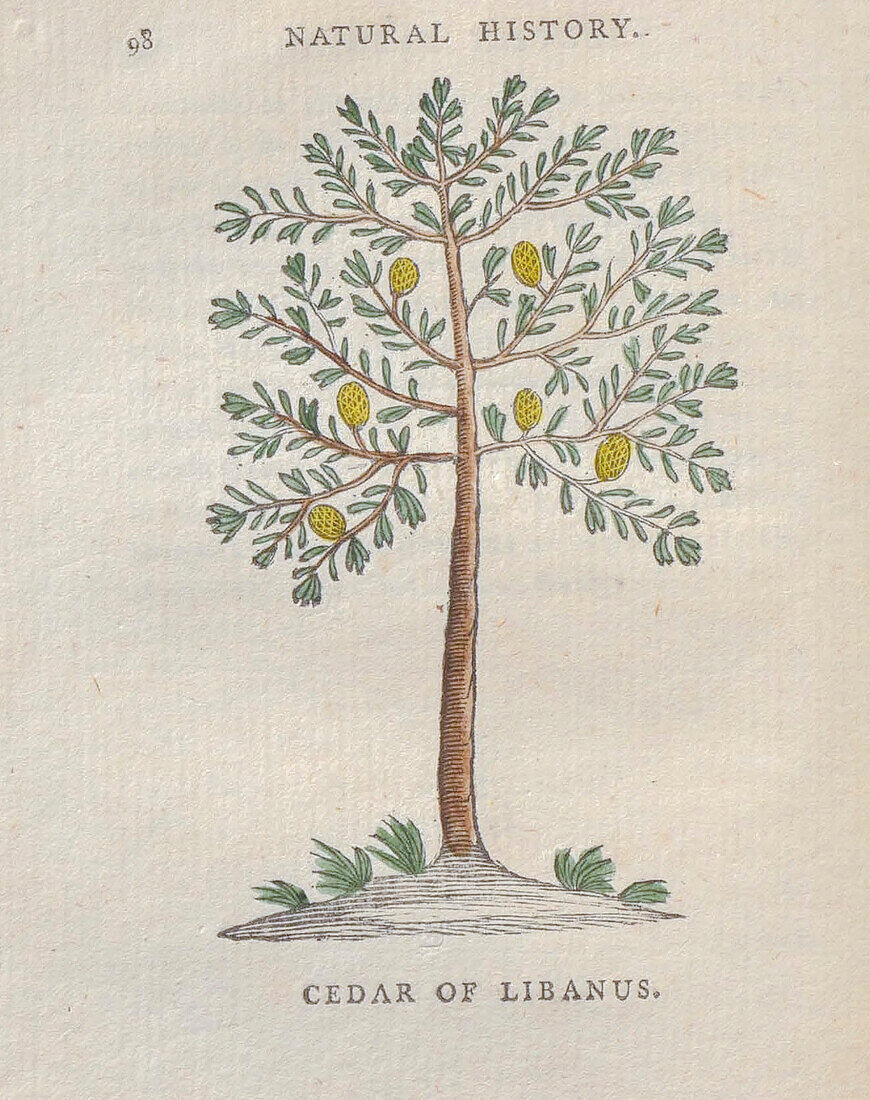 Cedar of Lebanon, 18th century illustration