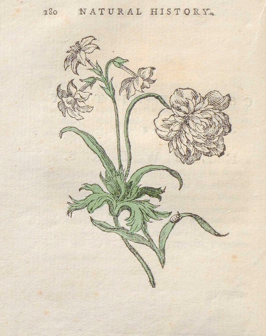 Flower, 18th century illustration