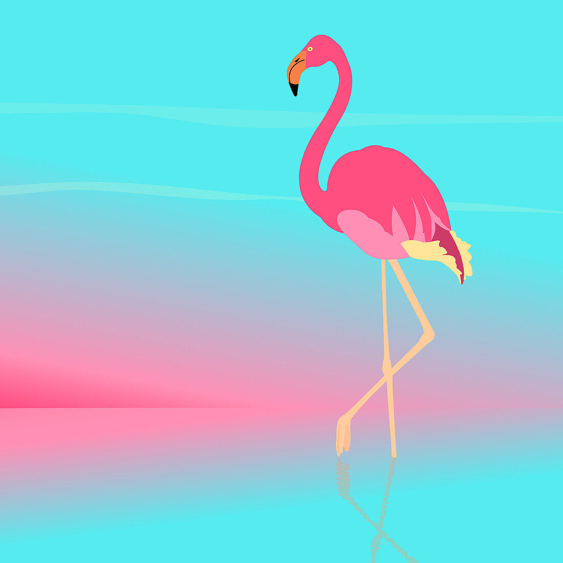 Flamingo, illustration