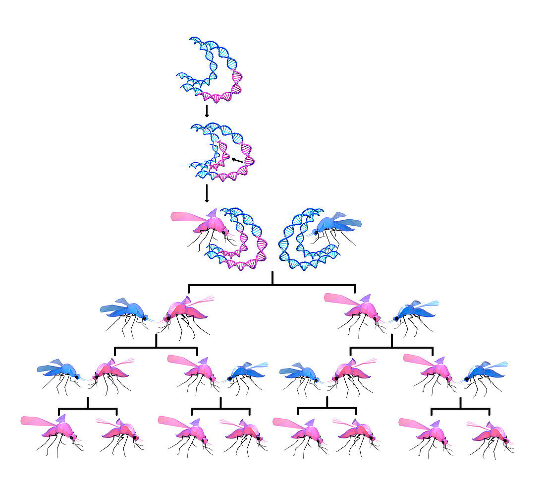 Genetically modified mosquito genealogical tree, illustration