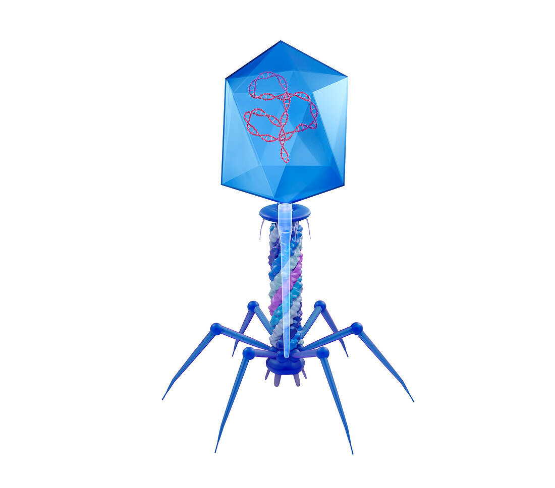 T4 bacteriophage, illustration