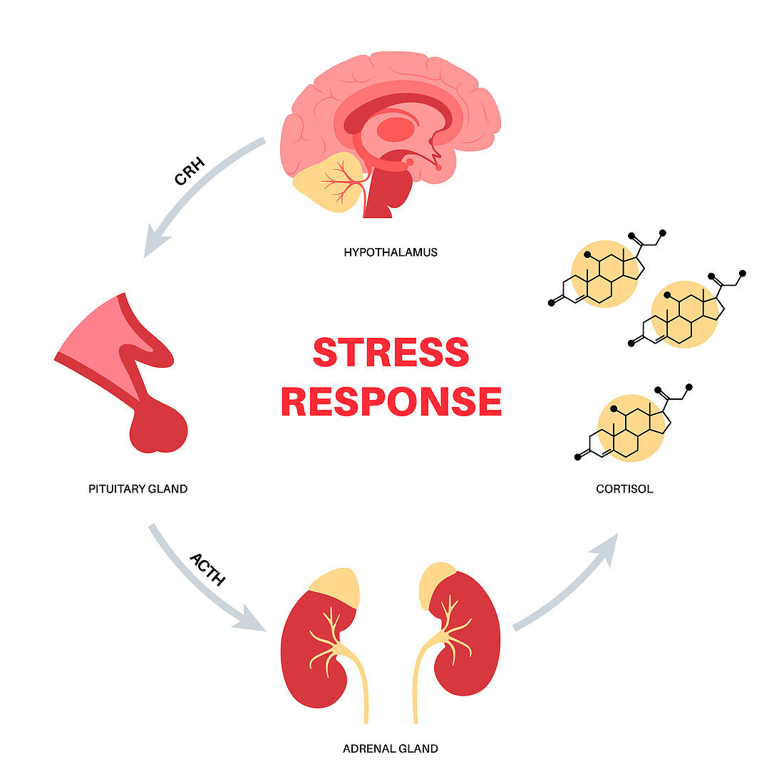 Stress response, illustration