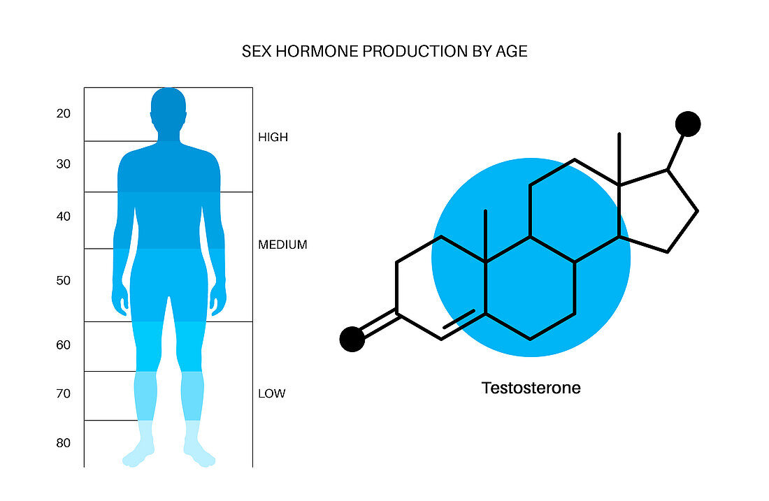 Testosterone levels by age, illustration