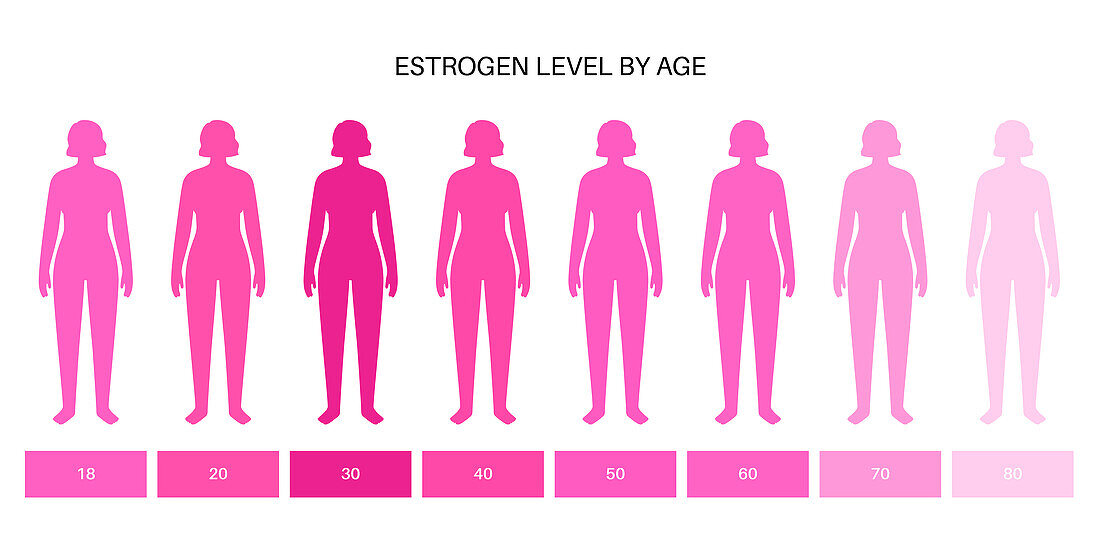 Oestrogen levels by age, illustration