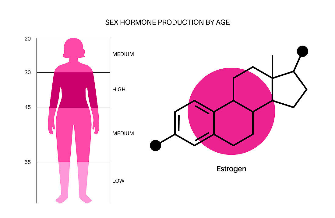 Oestrogen levels by age, illustration