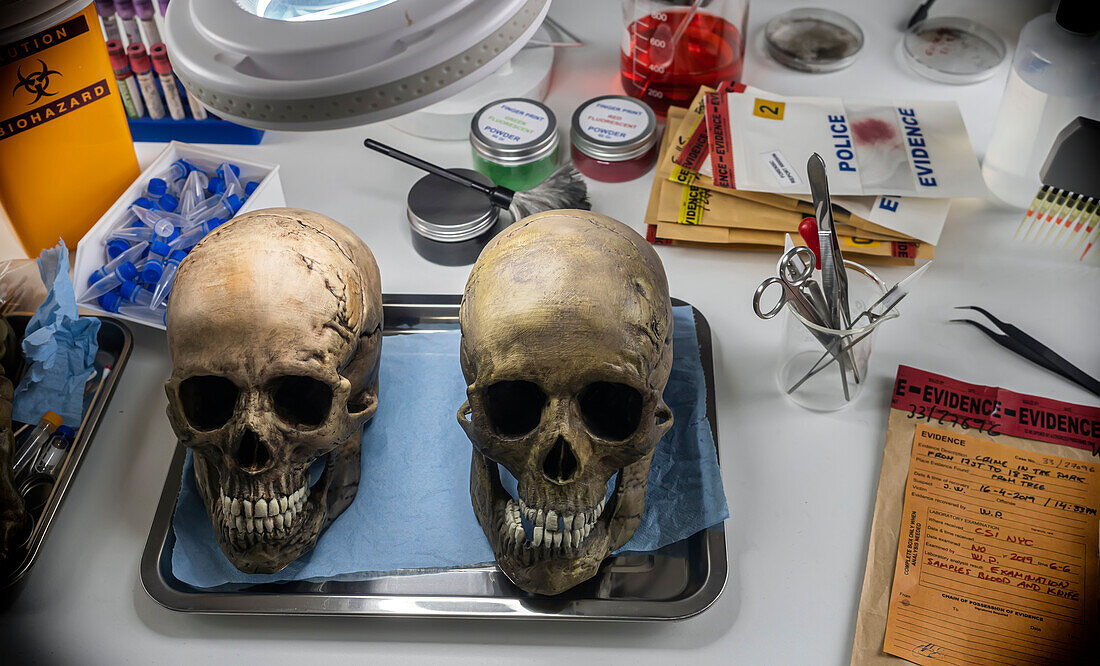 Adult skulls in forensics lab