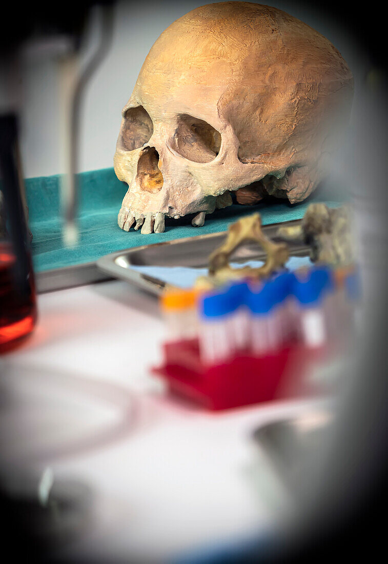 Adult skull in forensics lab