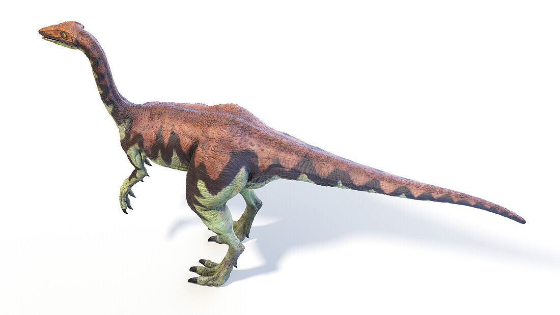 Archaeornithomimus dinosaur, illustration