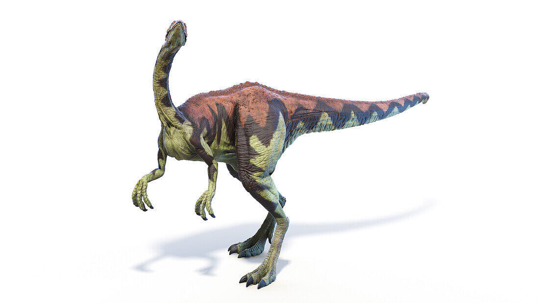 Archaeornithomimus dinosaur, illustration