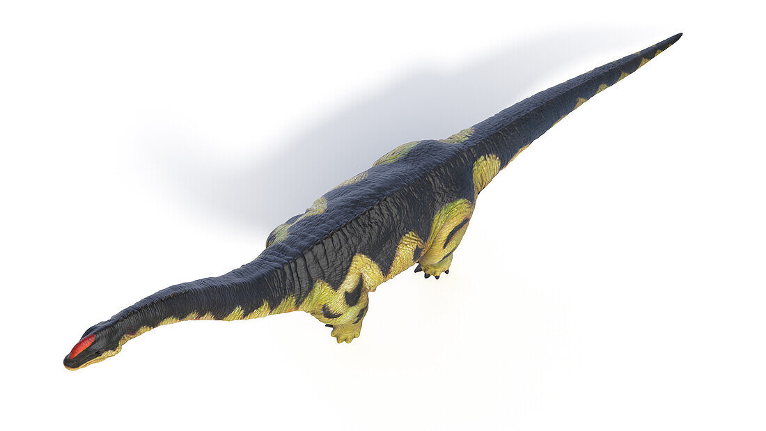 Camarasaurus dinosaur, illustration