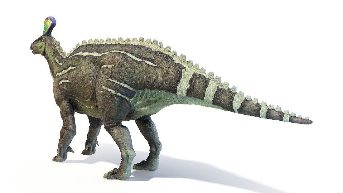 Tsintaosaurus dinosaur, illustration