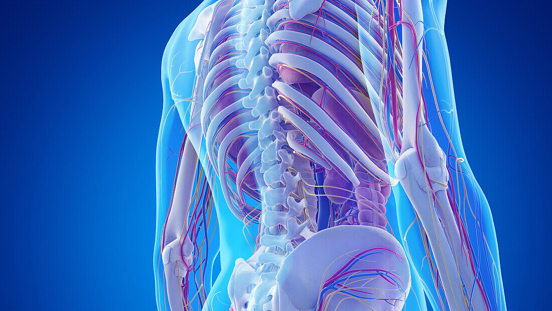 Anatomy of the lower back, illustration