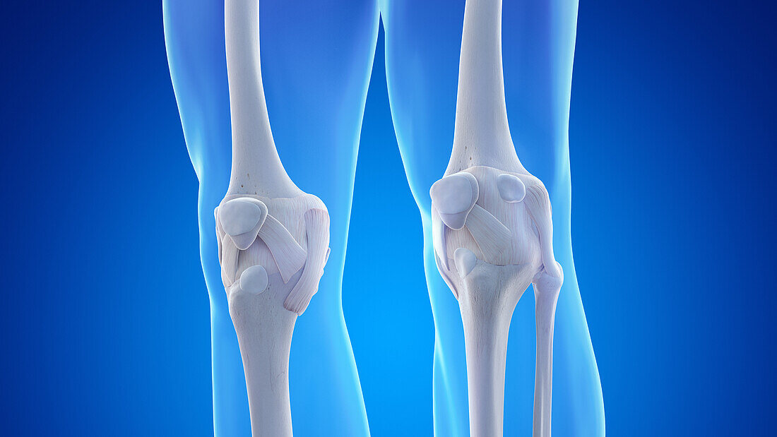 Ligaments and the bones of the knee, illustration