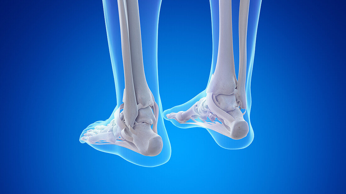 Bones and ligaments of the feet, illustration