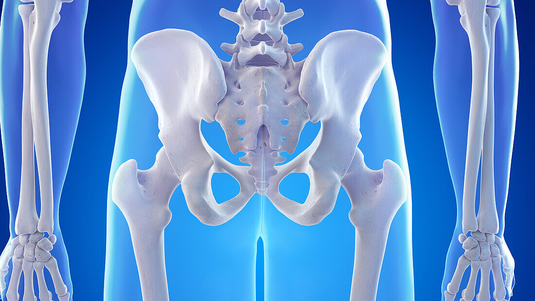 Bones of the posterior hip, illustration
