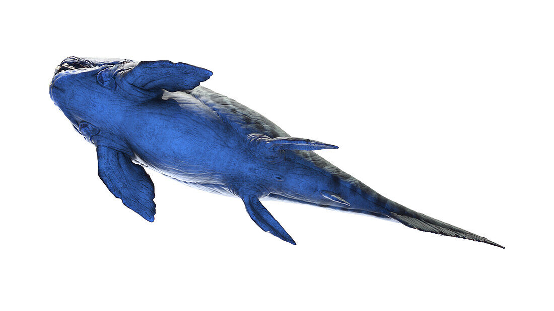 Dunkleosteus prehistoric fish, illustration
