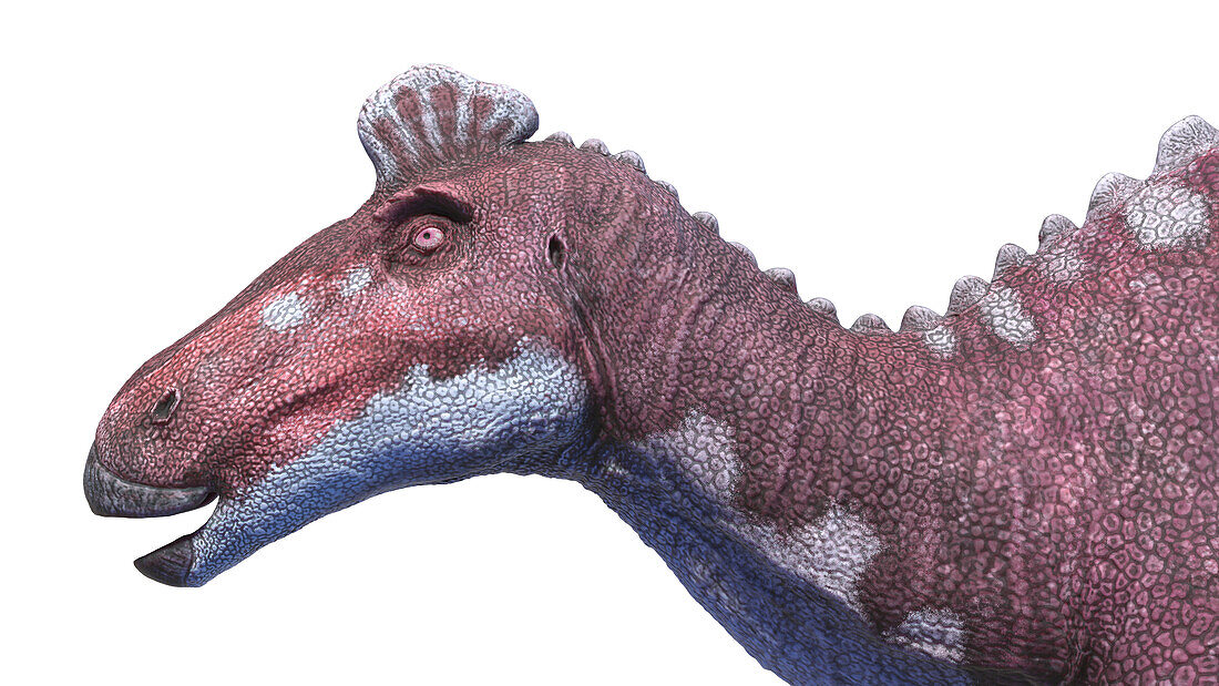Edmontosaurus dinosaur, illustration