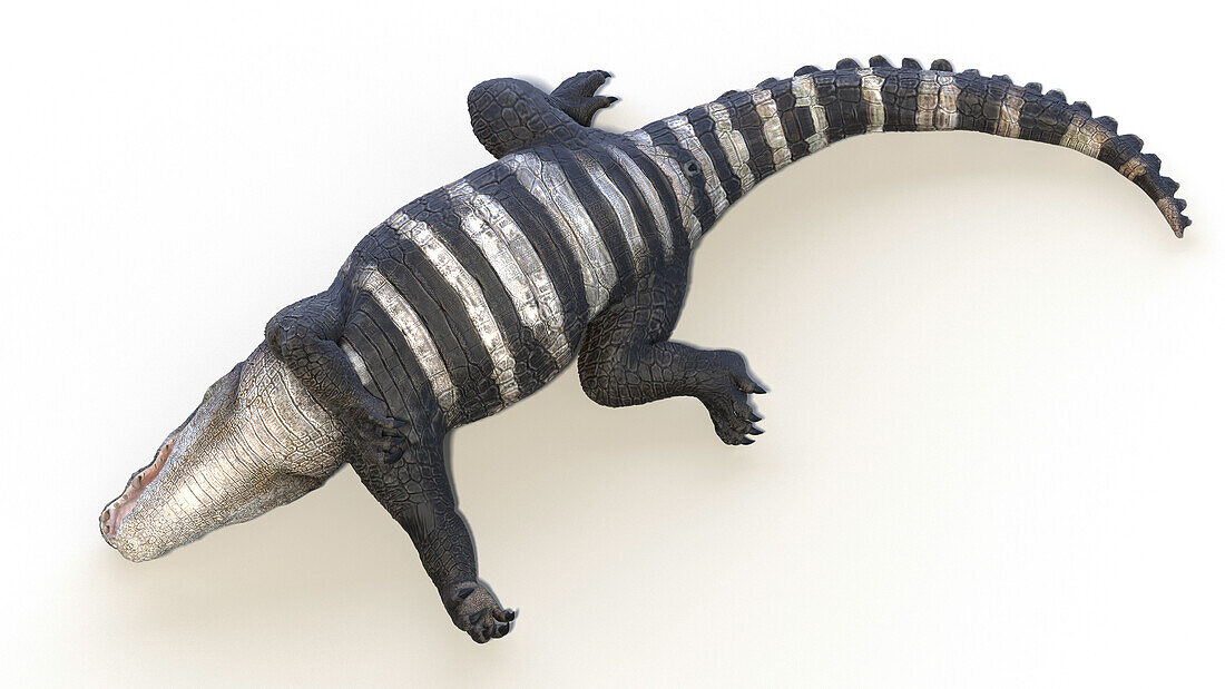 Kaprosuchus prehistoric crocodile, illustration