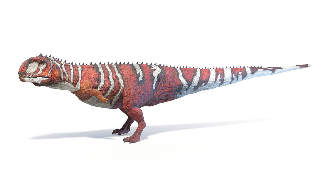 Majungasaurus dinosaur, illustration