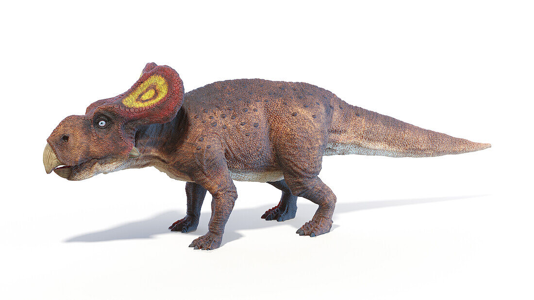 Protoceratops dinosaur, illustration