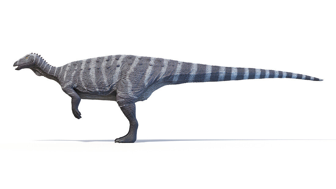 Thescelosaurus dinosaur, illustration