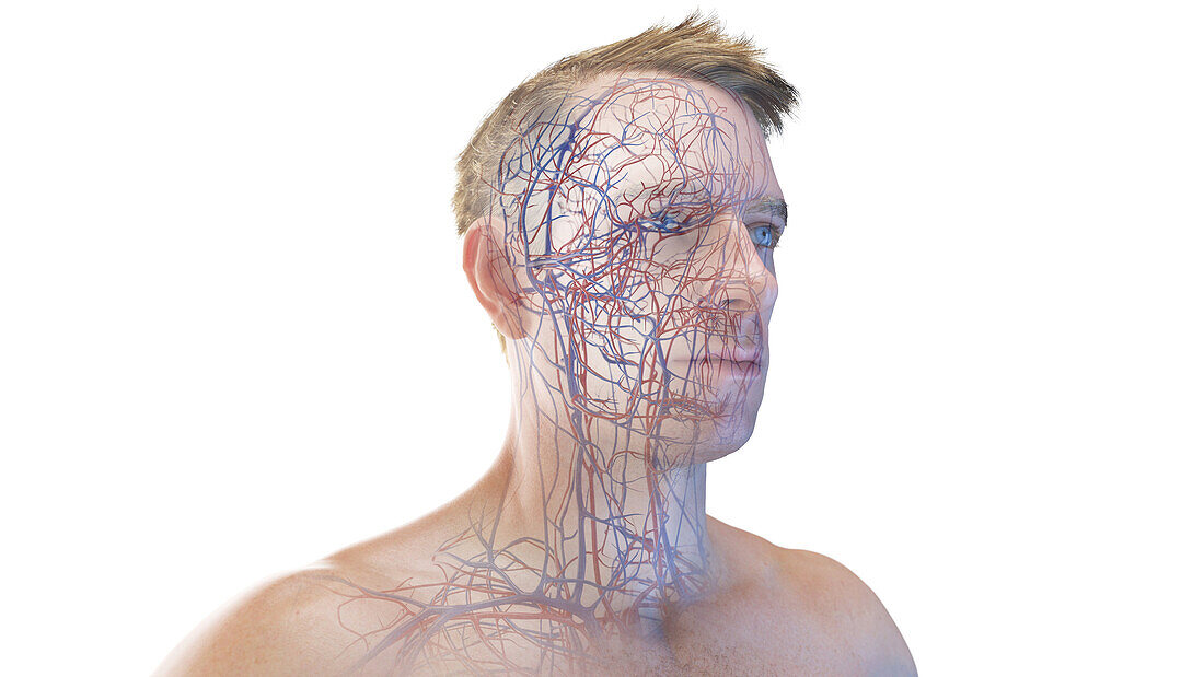 Vascular system of the head and neck, illustration