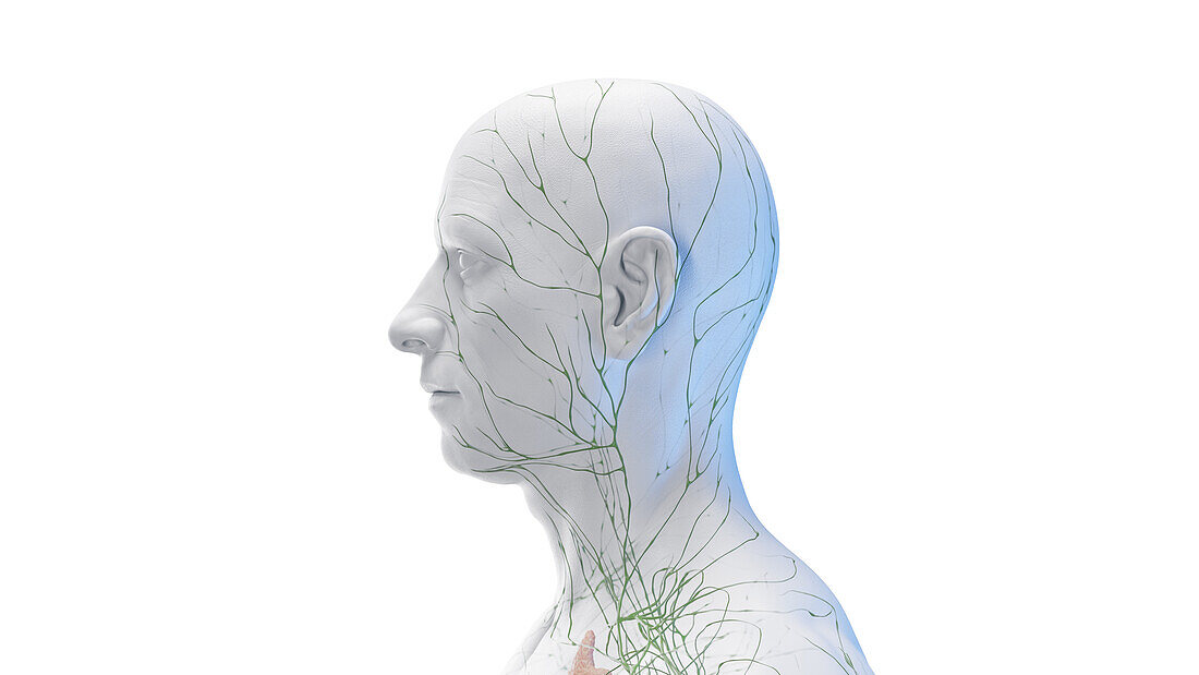 Lymphatic system of the head and neck, illustration
