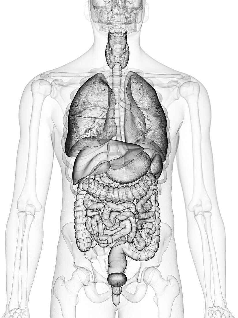 Human organs, illustration