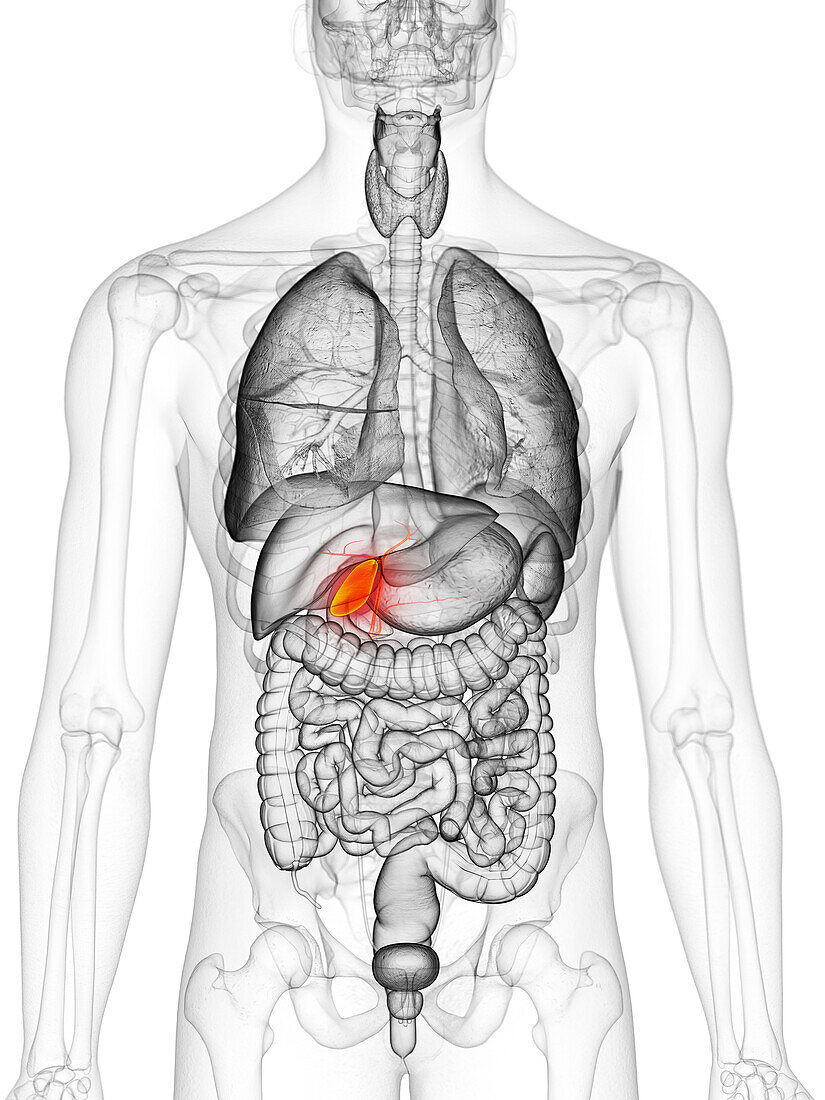 Gallbladder, illustration