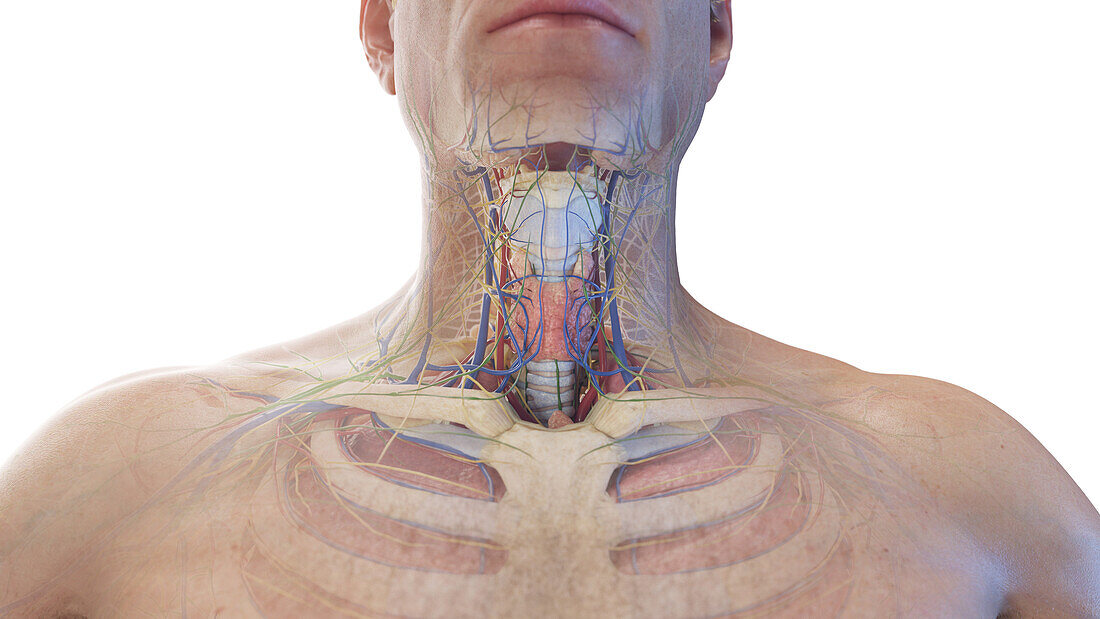 Anterior neck anatomy, illustration