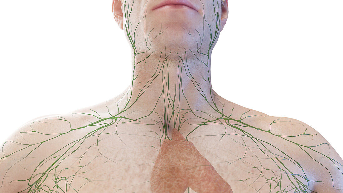 Lymphatic vessels of the neck, illustration