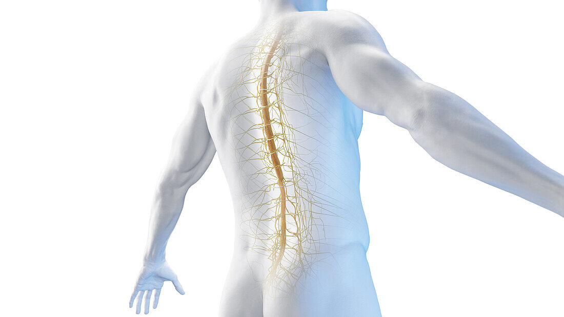 Spinal cord and thorax nerves, illustration
