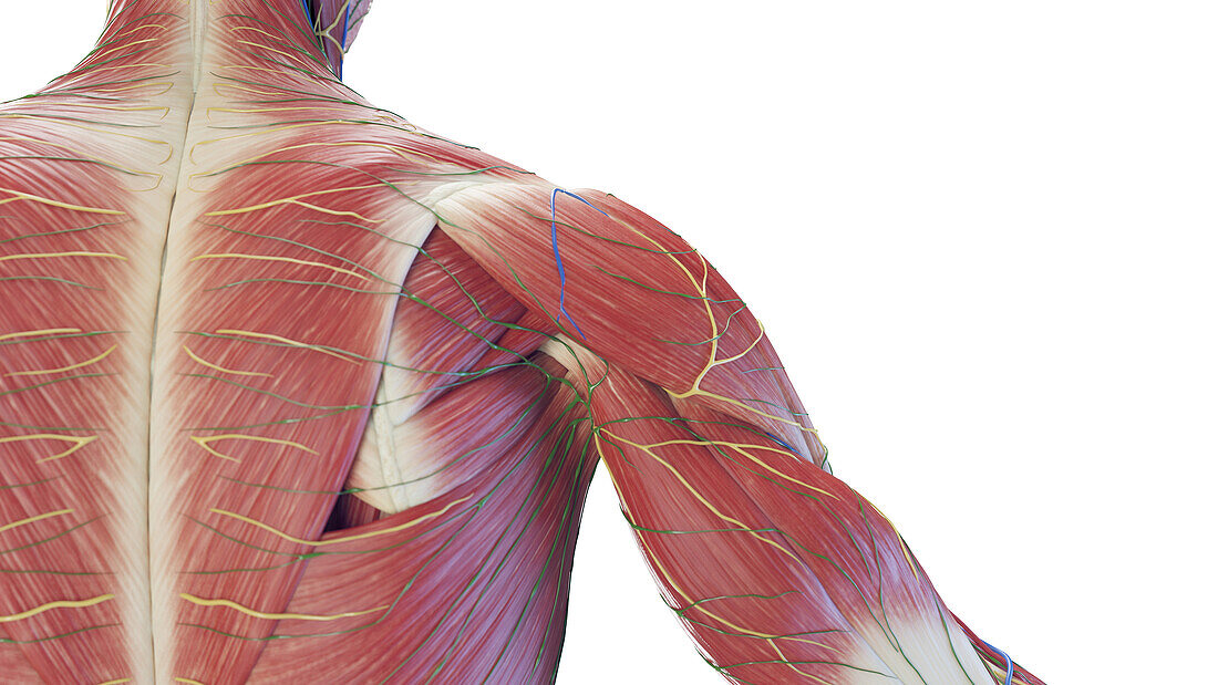 Muscle anatomy of the shoulder, illustration