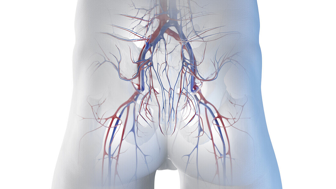 Blood vessels of the hip, illustration
