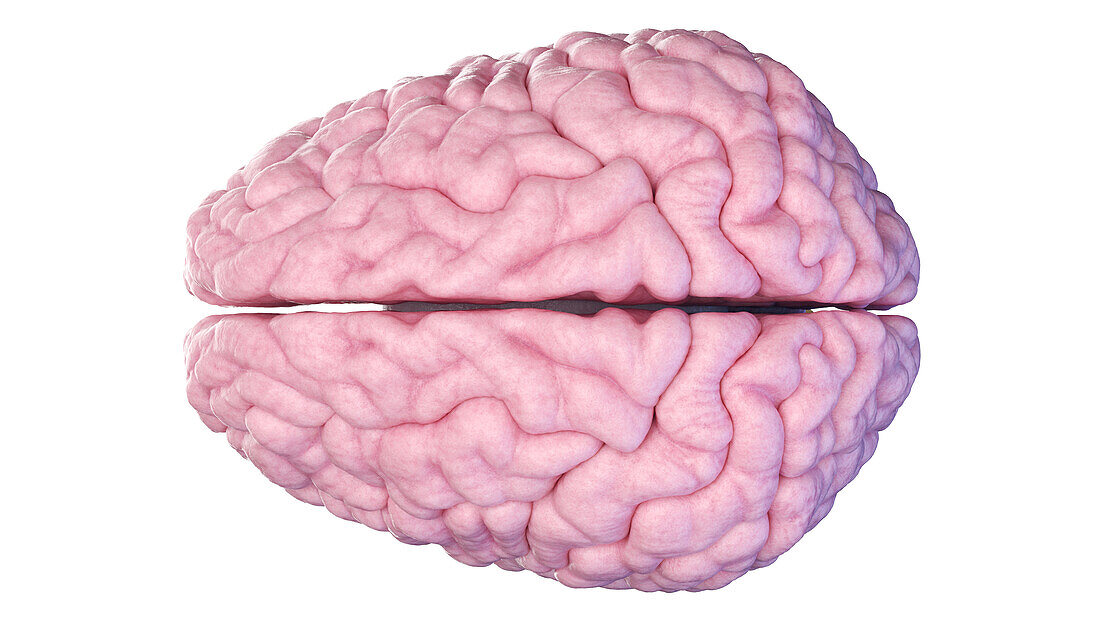 Human brain, illustration