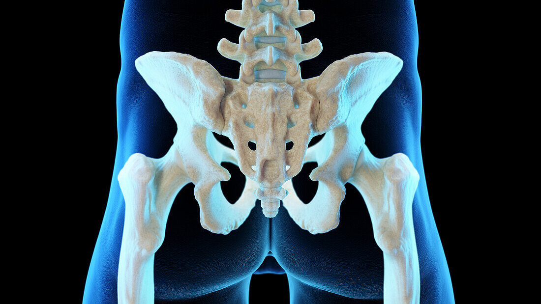 Posterior skeletal anatomy of the hip, illustration