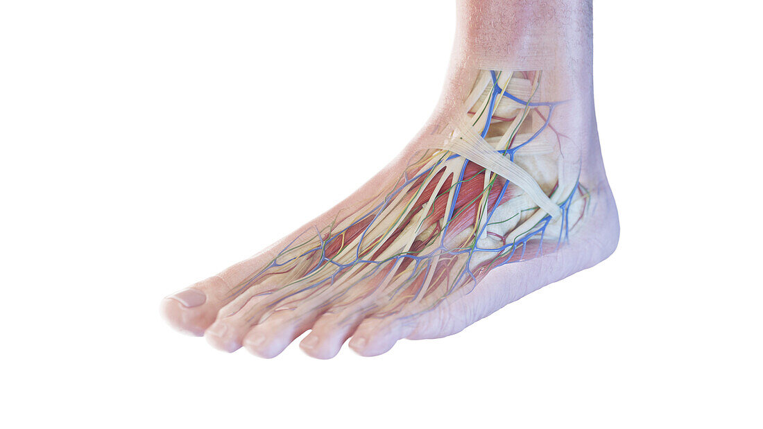 Anatomy of the foot, illustration